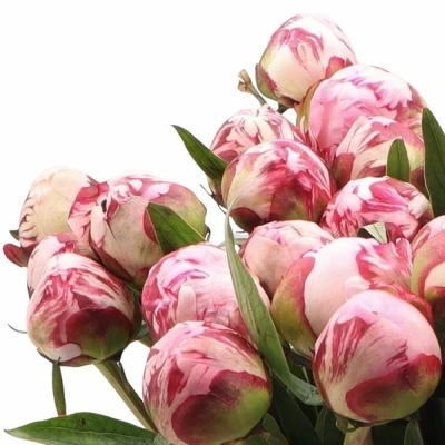 Pivoňka SARAH BERNHARD 55cm