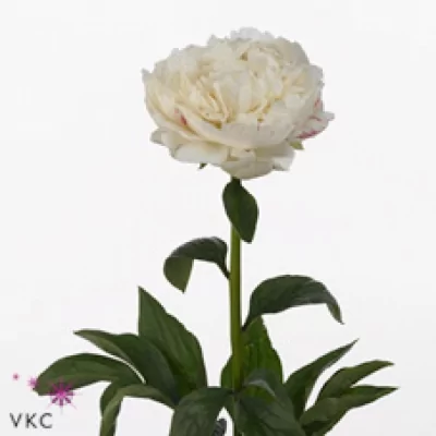 Pivoňka SNOW PRINCESS 55cm