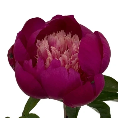 Pivoňka WHITE CAP 60 cm