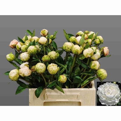 Pivoňka WHITE IVORY 60cm