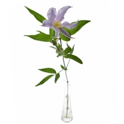 Plamének AMAZING MIAMI