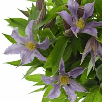 Plamének AMAZING MIAMI