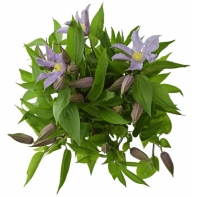 Plamének AMAZING MIAMI