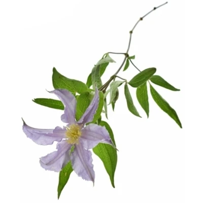 Plamének AMAZING MIAMI