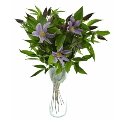 Plamének AMAZING MIAMI