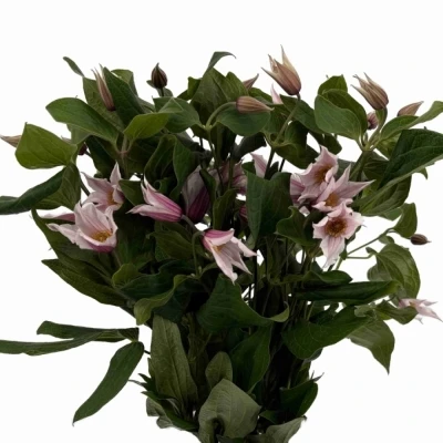 Plamének AMAZING SYDNEY