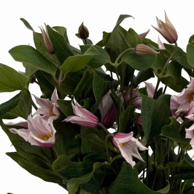 Plamének AMAZING SYDNEY