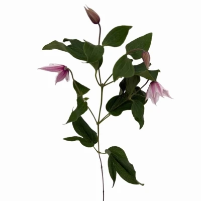 Plamének AMAZING SYDNEY