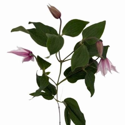 Plamének AMAZING SYDNEY 70 cm