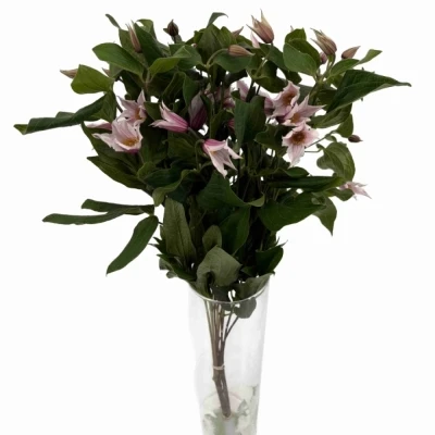 Plamének AMAZING SYDNEY