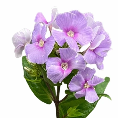 Plamének BUTTERFLY 50cm