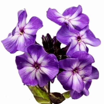 Plamenka PANICULATA SKY EYES 60 cm