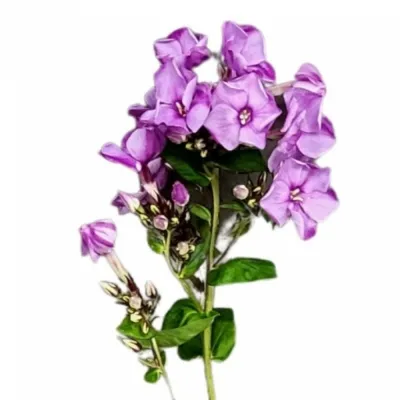 Plamenka BLUE BOY 50cm