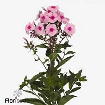 Plamenka PANICULATA BRAVE EYES 40 cm