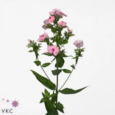 Plamenka DYNASTY 60cm