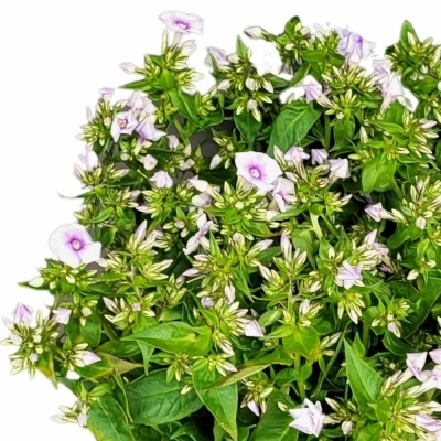 Plamenka ISABELLA 65cm