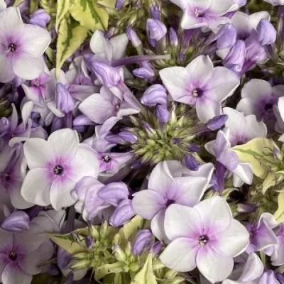 Plamenka LAVENDELWOLKE 35cm