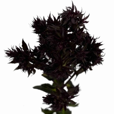 Plamenka PANICULATA BLIND LION