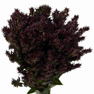 Plamenka PANICULATA BLIND LION