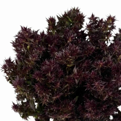 Plamenka PANICULATA BLIND LION