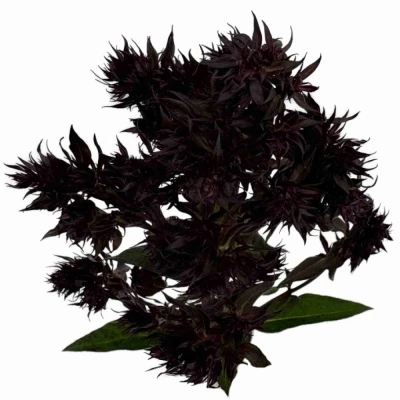 Plamenka PANICULATA BLIND LION 55 cm