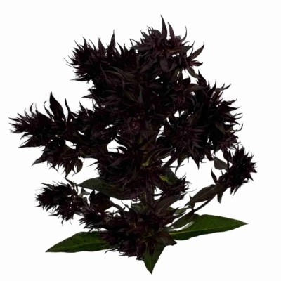 Plamenka PANICULATA BLIND LION