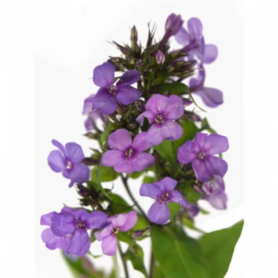 Plamenka PANICULATA JEFFS PINK 50cm