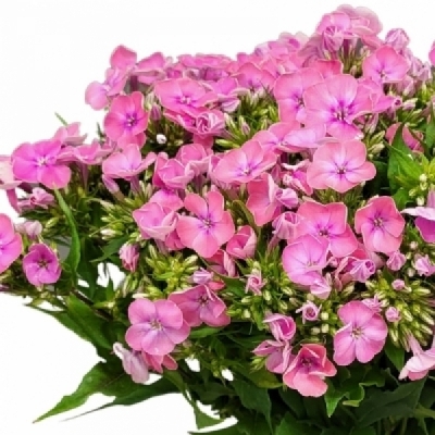 Plamenka PANICULATA KIKI