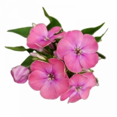 Plamenka PANICULATA KIKI