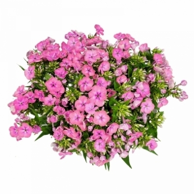 Plamenka PANICULATA KIKI