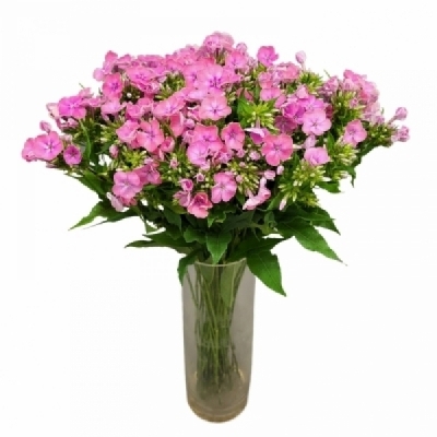 Plamenka PANICULATA KIKI