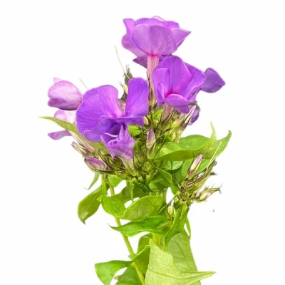 Plamenka PANICULATA NEPTUNE 50cm