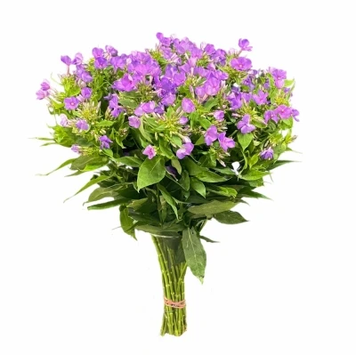 Plamenka PANICULATA NEPTUNE