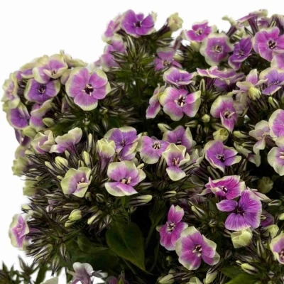 Plamenka PANICULATA ORCHID YELLOW