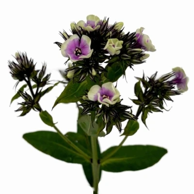 Plamenka PANICULATA ORCHID YELLOW 40 cm