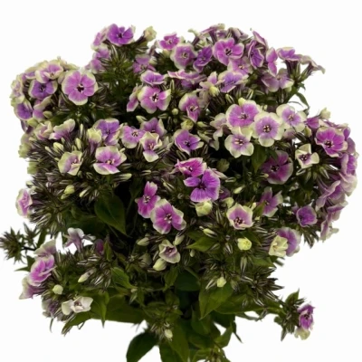 Plamenka PANICULATA ORCHID YELLOW