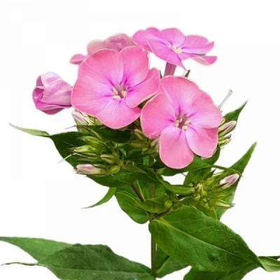 Plamenka PANICULATA PINK EYES 50 cm