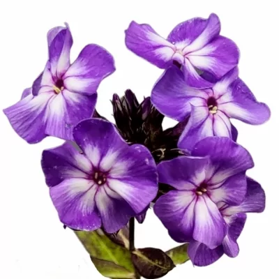 Plamenka PIXIE MIRACLE 60cm