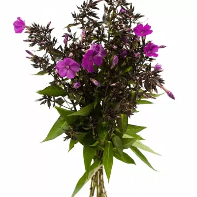 Plamenka RED FEELINGS 45cm