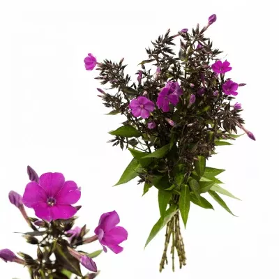 Plamenka RED FEELINGS 50cm