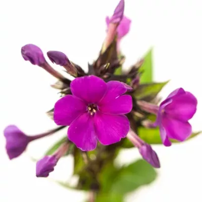 Plamenka RED FEELINGS 45cm