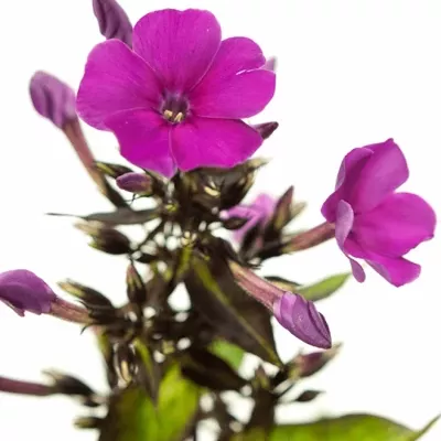 Plamenka RED FEELINGS 45cm