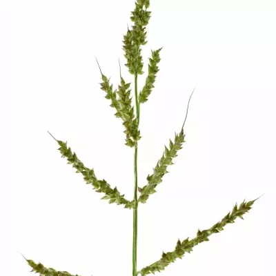 Plypogon VIRIDIS 70cm