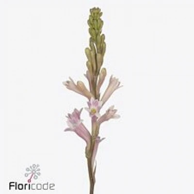 Polianthes TUBEROSA ELSA 70cm