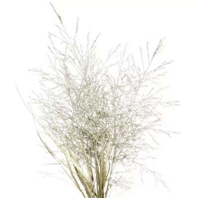 Proso barvené FOUNTAIN PLATINUM 90cm