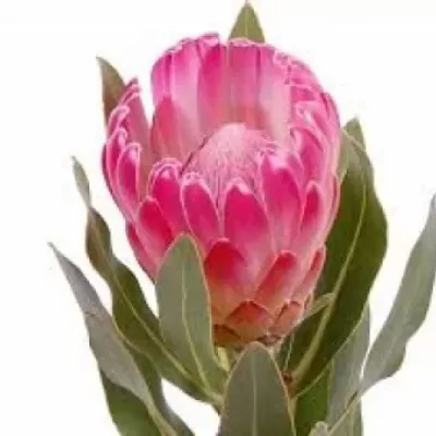 Protea BRENDA 60cm