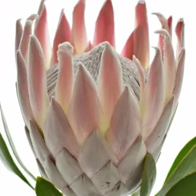 Protea CYNAROIDES 40 cm