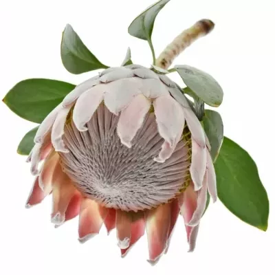Protea CYNAROIDES 35cm