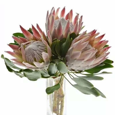 Protea CYNAROIDES 35cm