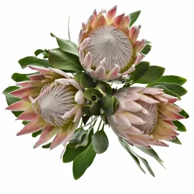 Protea CYNAROIDES 35cm